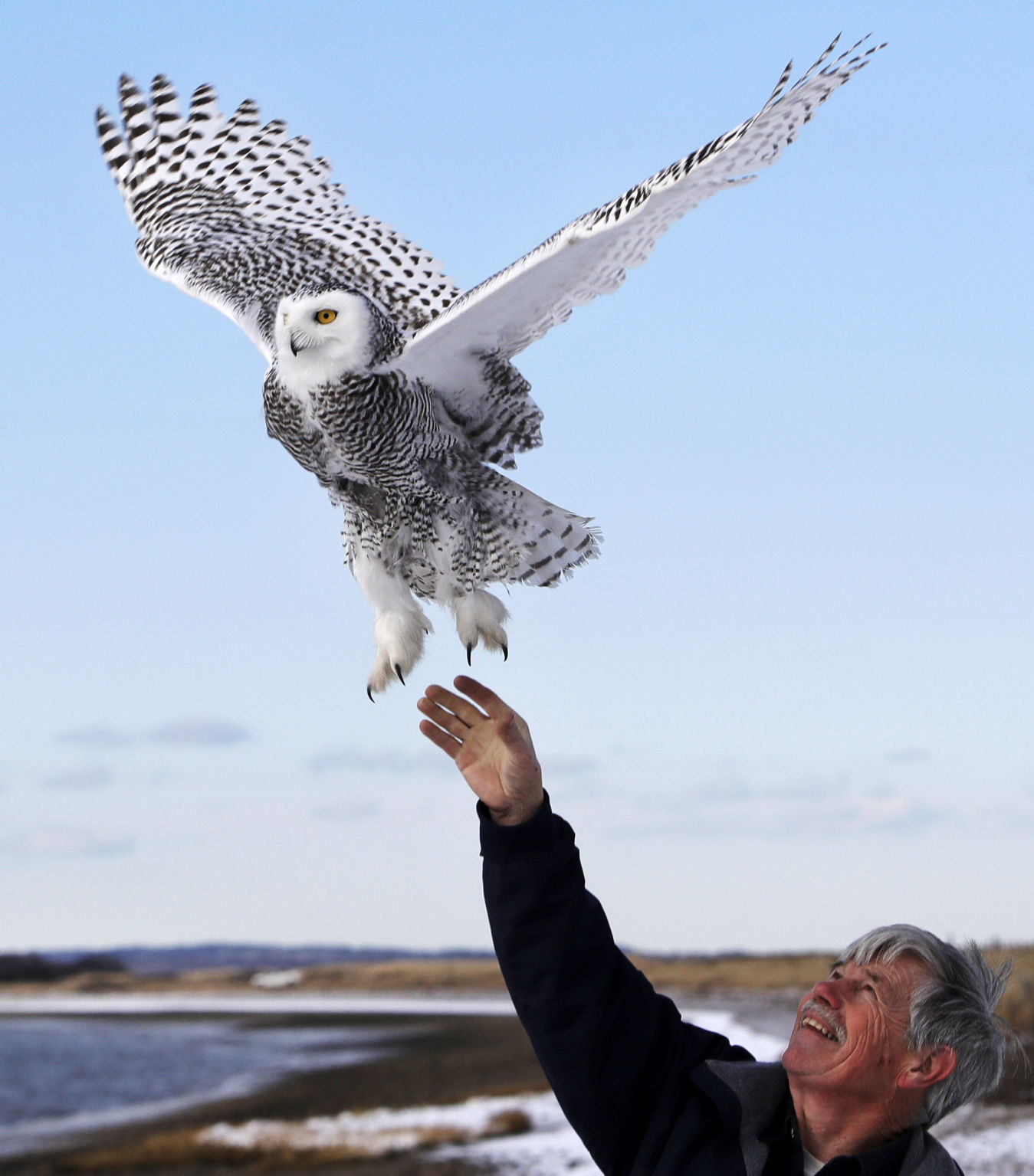 Snowy owl released